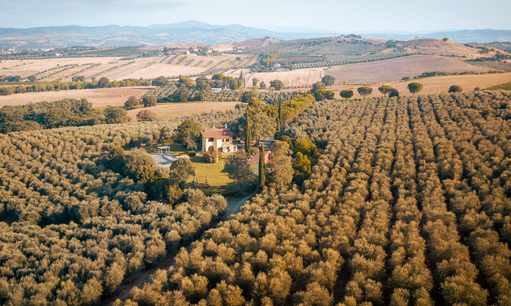 Oliveto-azienda-vitivinicola-maremma-toscana-Azienda-i-lecci