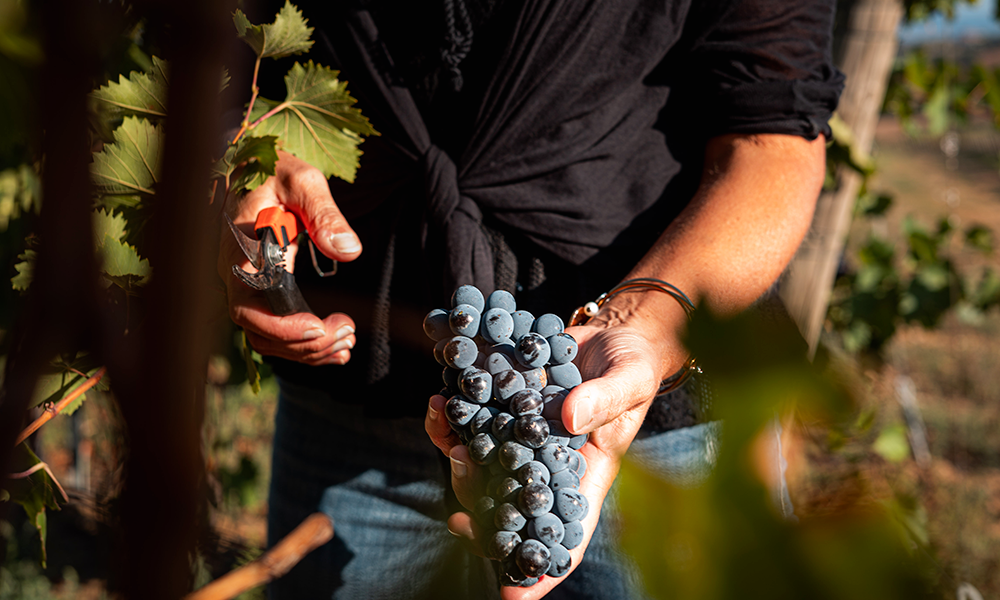 fontetinta-azienda-vitivinicola-maremma-toscana