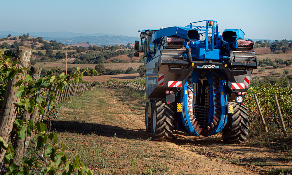 il-processo-di-vinificazione---Azienda-Vitivinicola-Toscana-i-Lecci